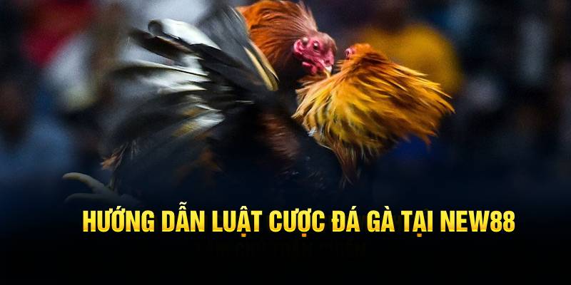 Hướng dẫn luật cược đá gà tại NEW88