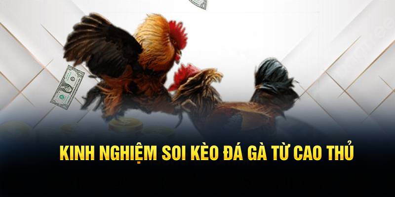 Bỏ túi kinh nghiệm soi kèo đá gà từ cao thủ