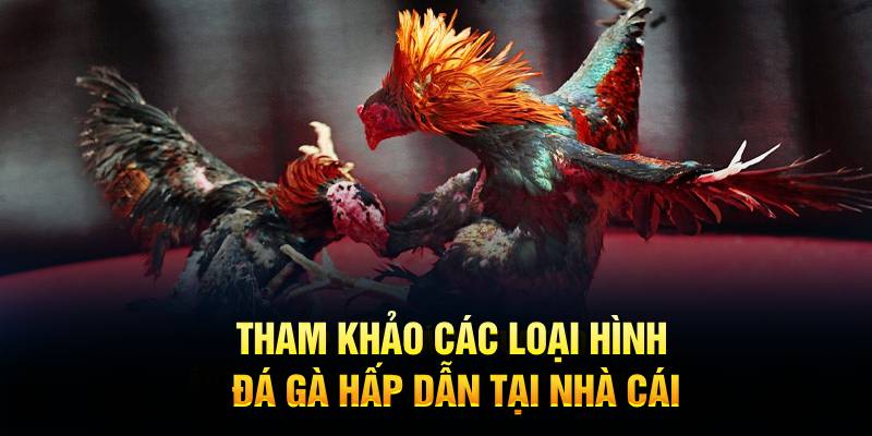 Tham khảo các loại hình đá gà hấp dẫn tại nhà cái