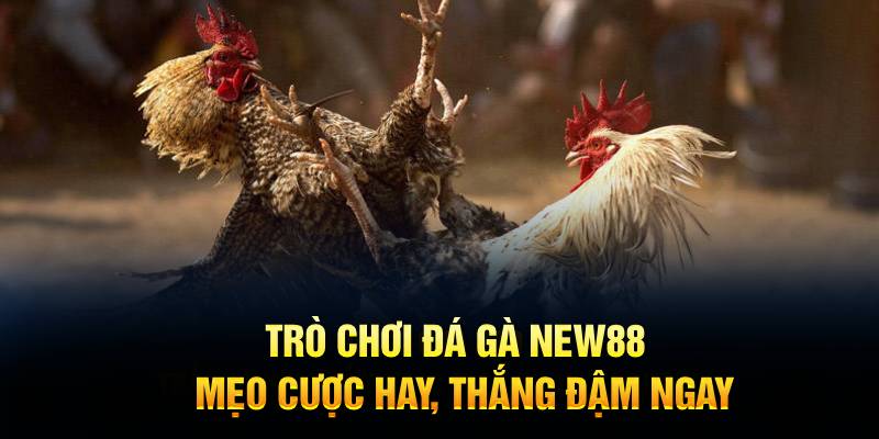 Trò chơi đá gà NEW88
